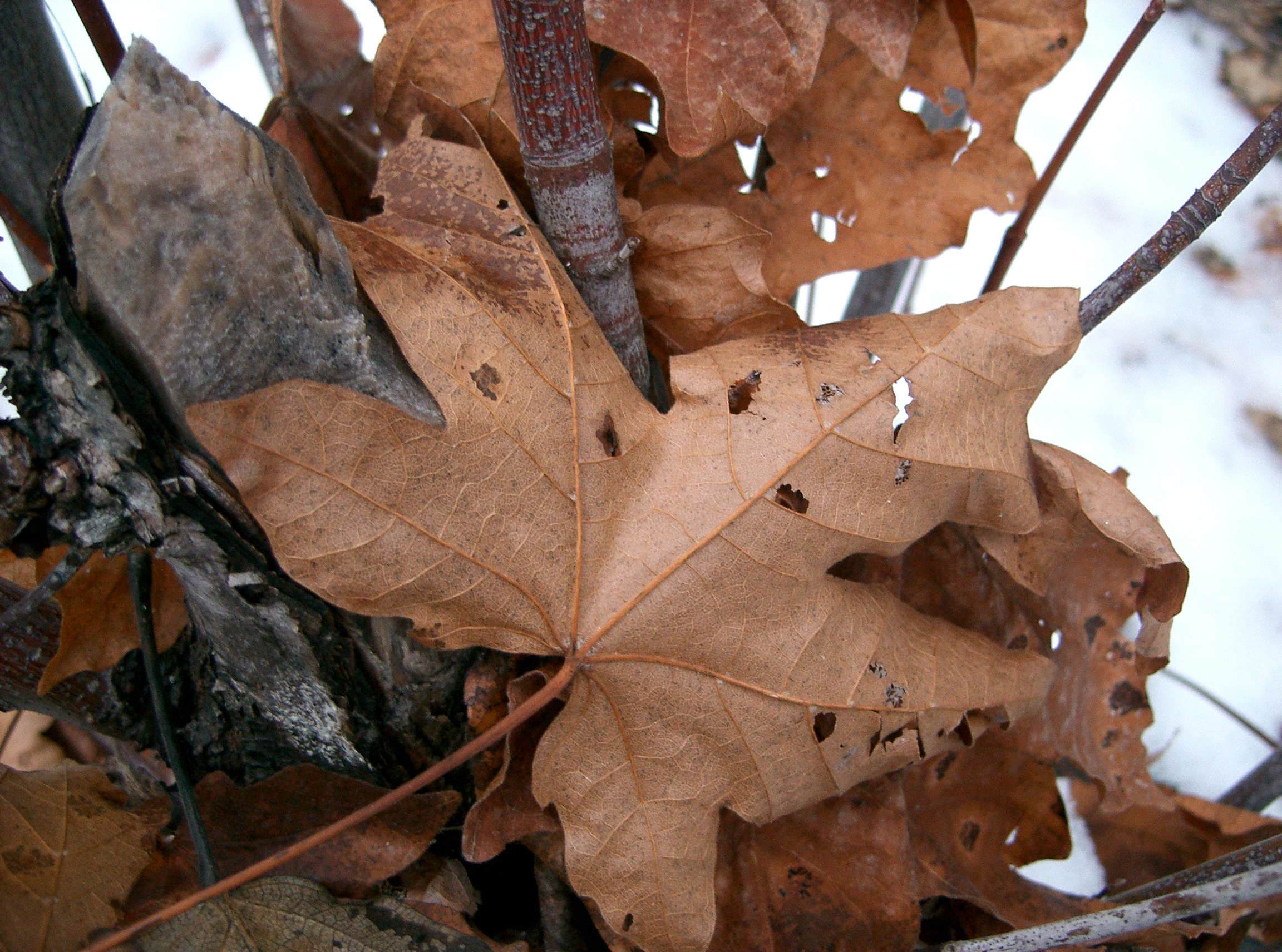 oregon_leaf1.jpg