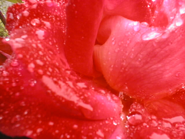 rose02.jpg